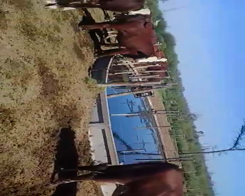 Lote 55 Novillitos en Quimilí, Santiago del Estero