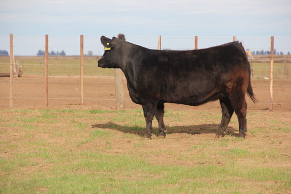 Lote VAQUILLONAS PURAS DE PEDIGREE