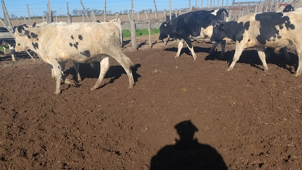 Lote 27 Novillitos Holando en San Francisco, Córdoba