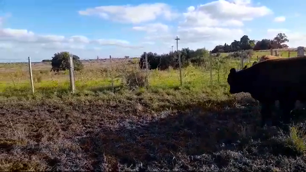 Lote (Vendido)8 Terneros ANGUS/ HEREFORD 240kg -  en COSTAS DEL ROSARIO