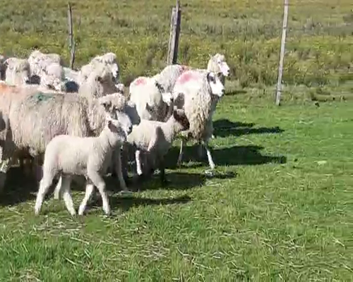Lote 60 Ovejas piezas de cría CORRIDALE TEXEL 60kg - , San José