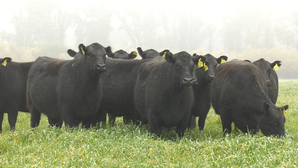 Lote VAQ. ANGUS NEGRAS BASE C/GTÍA DE PREÑEZ
