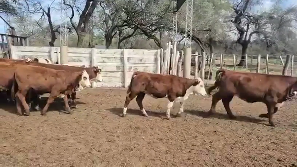 Lote 100 Terneras