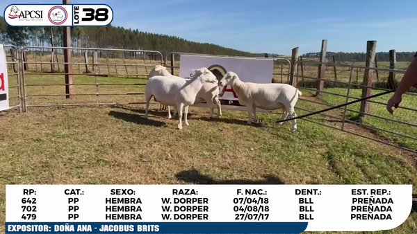 Lote LOTE 38