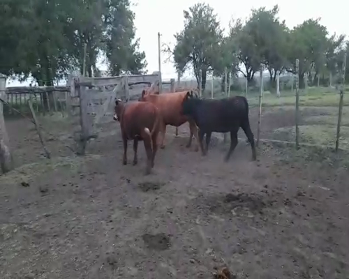 Lote 3 Vaquillonas/Vacas Gordas 390kg -  en YOUNG