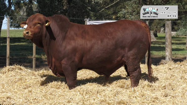 Lote MACHOS BRANGUS NEGROS Y COLORADO