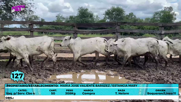 Lote LOTE 127
