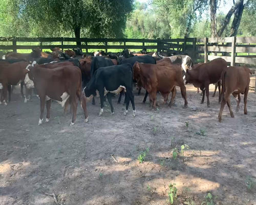 Lote 96 Terneros/as en Juan José Castelli, Chaco
