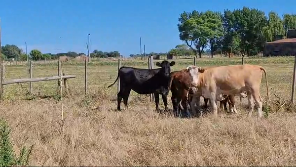 Lote Vaquillonas 1 a 2 años