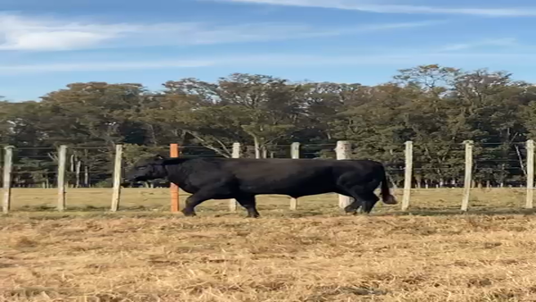 Lote (Vendido)Toros, Montevideo