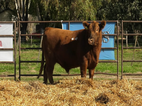 Lote TOROS ANGUS PP