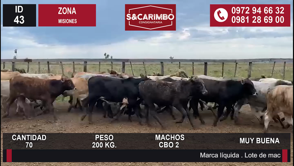 Lote Desmamantes machos CBO 2