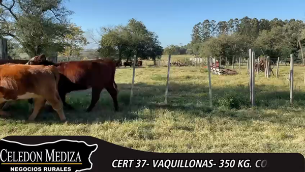Lote 8 Vaquillonas 1 a 2 años en Colonia