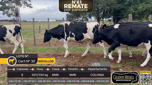 Lote 9 Novillos en San Roque, a 12 km de ruta 55, Colonia