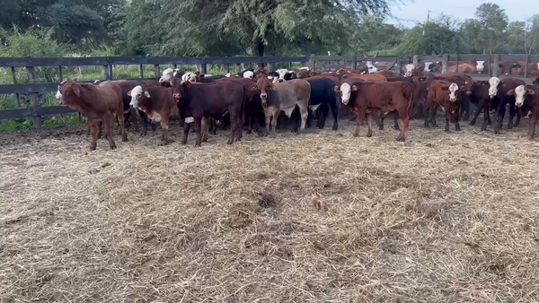 Lote 100 Terneros en Juan José Castelli, Chaco