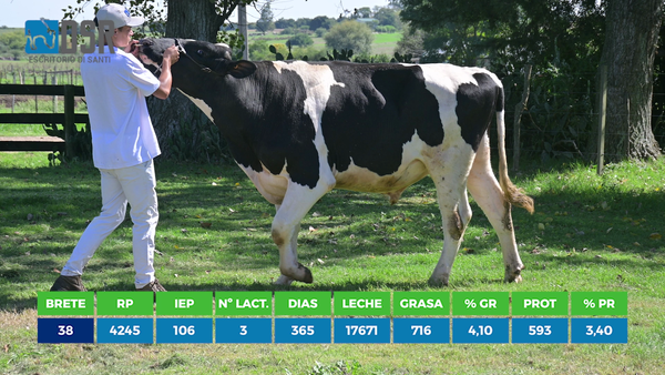 Lote Toros, Florida
