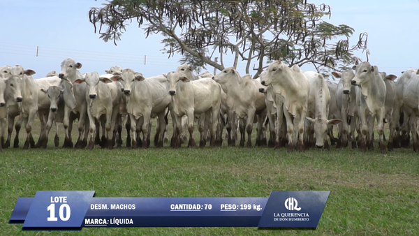 Lote Lote 10