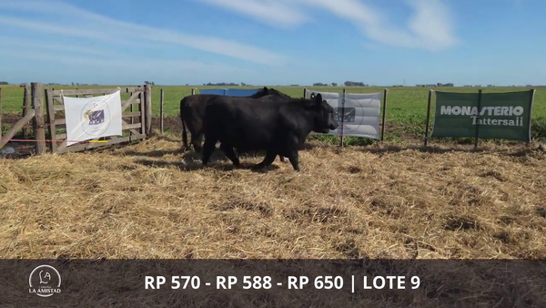 Lote TOROS PUROS POR CRUZA