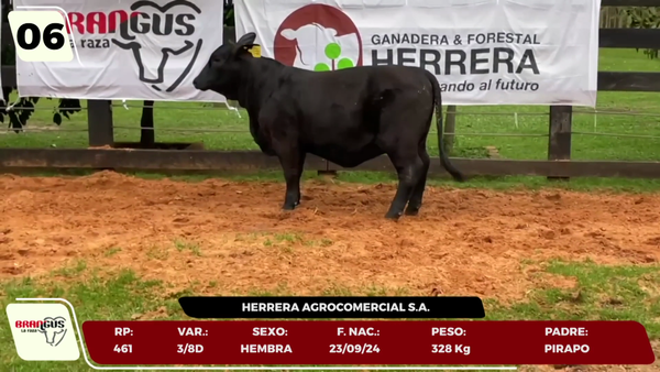 Lote LOTE 6 - JUNIOR