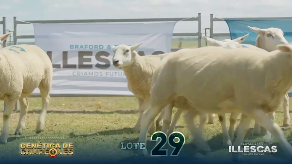 Lote LOTE 29