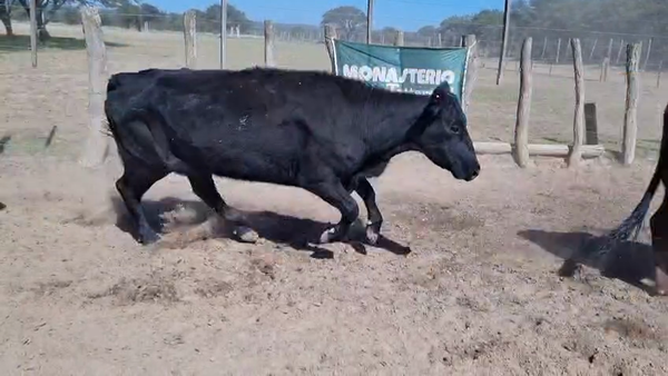 Lote 41 Vacas de invernar EN UNANUE (LA PPA)