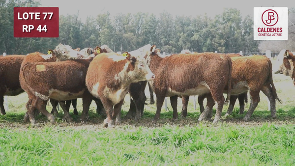 Lote VAQUILLONAS PR Y RG PREÑADAS PARICIÓN OTOÑO (INSEMINACION ARTIFICIAL)