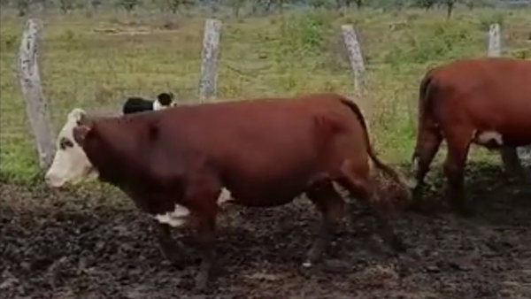Lote 22 Vaquillonas preñadas