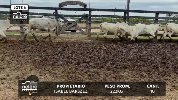 Lote LOTE 6