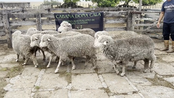 Lote Borregas 2D y DL (MO: Si)