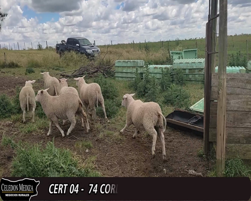 Lote (Vendido)74 Corderos 21 MILCHAF Y 53 MILCHAF X CORRIEDALE 30kg -  en - PASO HOSPITAL