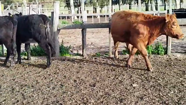 Lote VAQUILLONAS DE 1 A 2