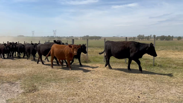 Lote 60 Vaquillonas más de 2 años en Puntas de Maciel, Florida