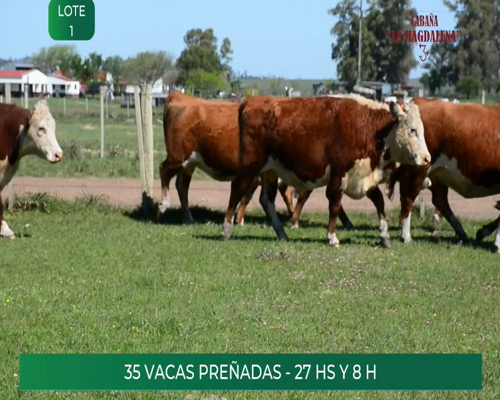 Lote 35 VACAS PREÑADAS y PARIDAS ( 27 HS y 8 H)