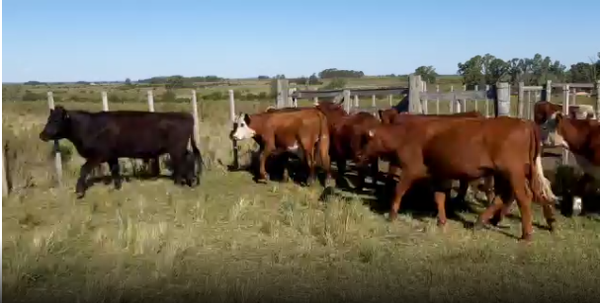 Lote 13 Novillos en San José