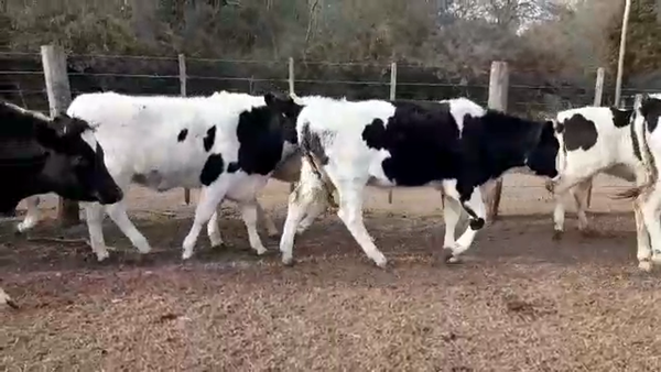 Lote Fundación San Francisco