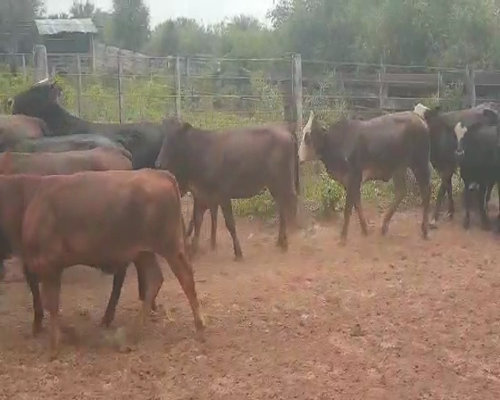 Lote 100 Terneras en Tintina, Santiago del Estero