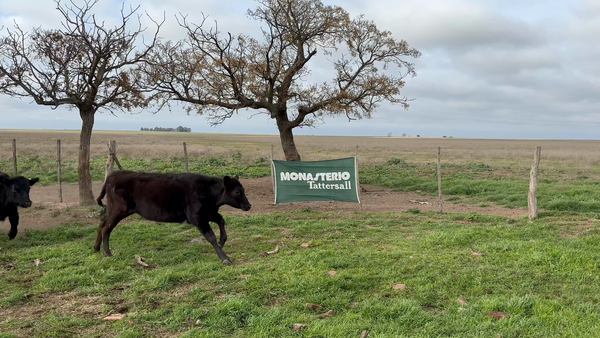 Lote 40 Terneros/as en Sta. Teresa - La Pampa
