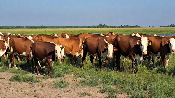 Lote 136 Vaquillonas C/ gtia de preñez en Corrientes, Chavarría
