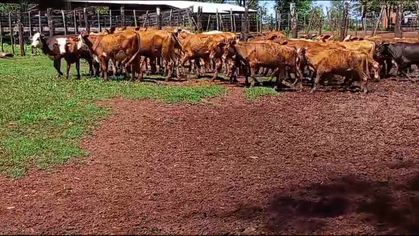 Lote 75 Terneros/as en Virasoro, Corrientes