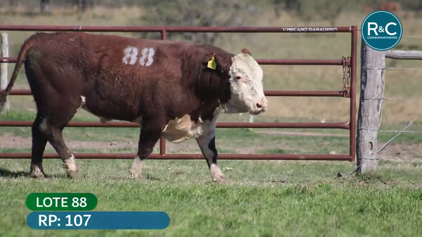 Lote Hereford