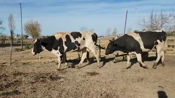 Lote Est. Don Osvaldo - Toro