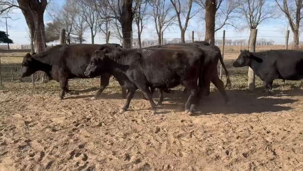 Lote 40 Vacas nuevas C/ gtia de preñez