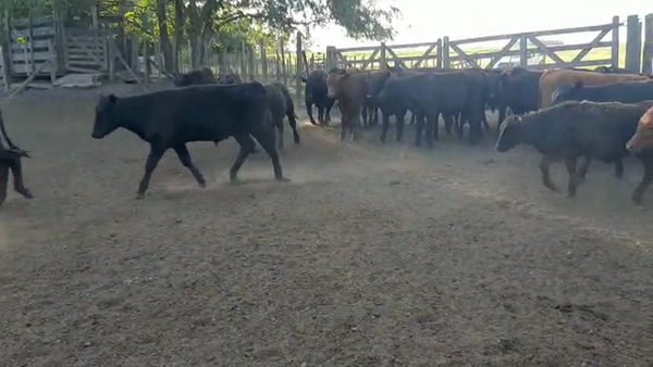 Lote 50 Terneros en Bolívar, Buenos Aires