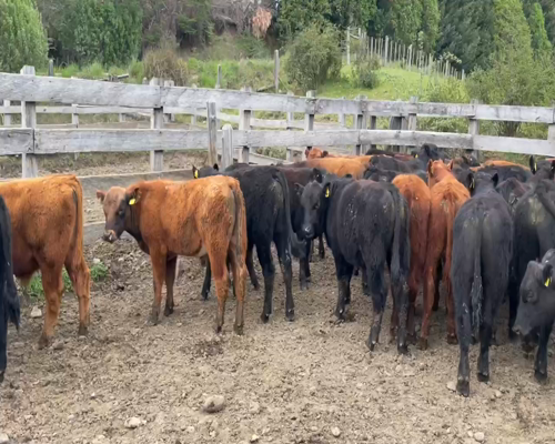 Lote 100 Novillo Engorda en Coyhaique, XI Región Aysén