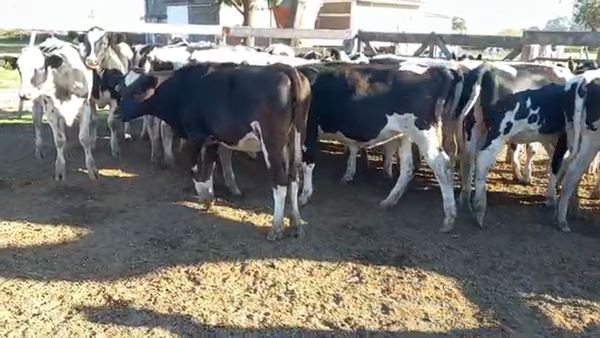 Lote Terneras  - Mapero S.A