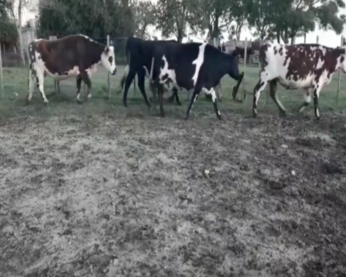 Lote Vacas de Invernada