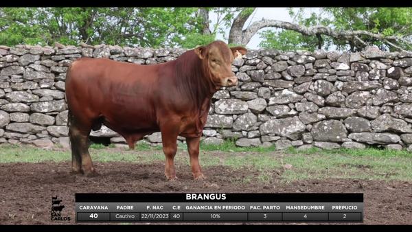 Lote 3 Toros, Artigas