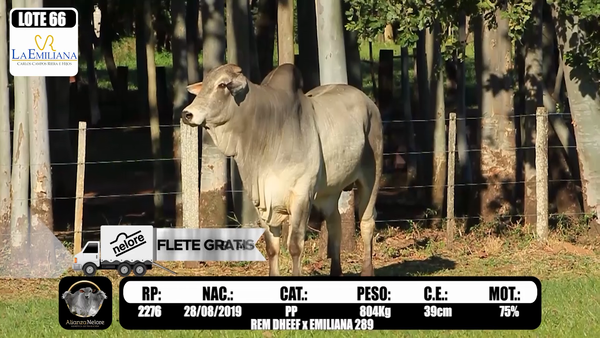 Lote LOTE  66 RP K2276