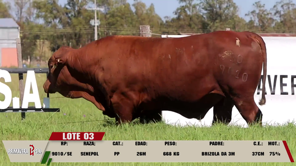 Lote LOTE 3