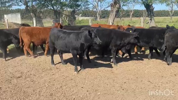 Lote 34 Terneros/as